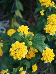 wild flowers are often found in the forest