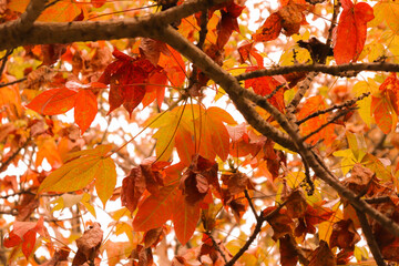 autumn leaves in the forest