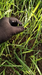 Use of multi-purpose protective gloves.
A man in a jacket touches the shoots of green grass with his hand, a brush in a black cloth glove with a special protective layer that does not allow water, air