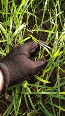 Use of multi-purpose protective gloves.
A man in a jacket touches the shoots of green grass with his hand, a brush in a black cloth glove with a special protective layer that does not allow water, air