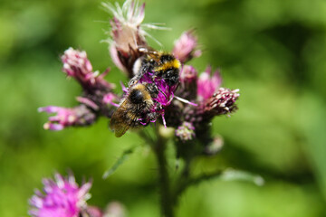 Fototapeta na wymiar bee on flower, Lavender, insects dust flowers