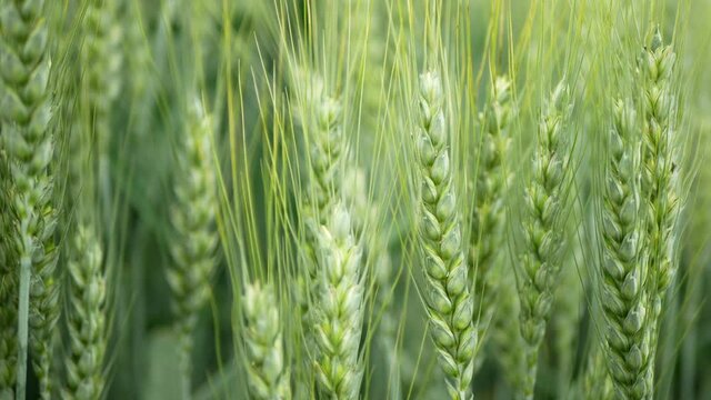 Triticale fields wheat hybrid Triticum rye Secale first bred mature bio organic ear class, pawheat, grown extensively grain green unripe harvest, shot detail, grown mostly for forage fodder