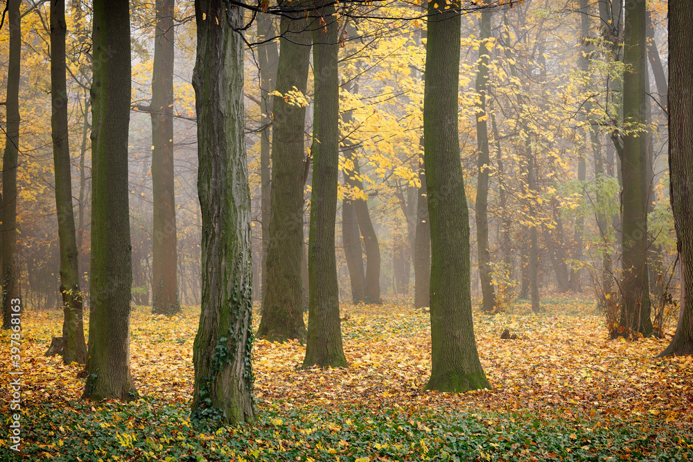 Wall mural Beautiful autumn park and Indian summer landscape