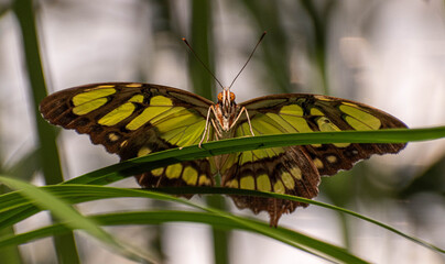 butterfly on a leaf