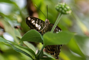 butterfly on leaf
