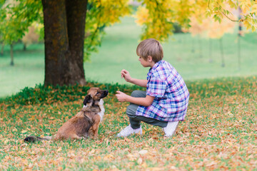 Naklejka na ściany i meble Boy hugging dog and plyaing with in the fall, city park