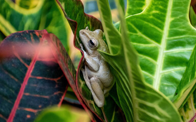 frog on leaf