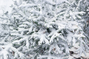 Spruce branches of cute little Christmas trees with first snow, winter onset landscape