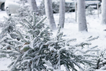 Spruce branches of cute little Christmas trees with first snow, winter onset landscape