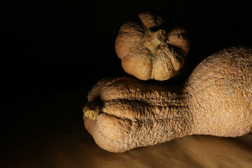 Zucche, composizione su fondo scuro