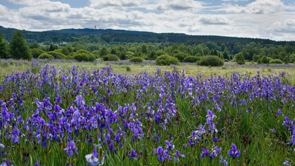 Growth of the protected Siberian cube (Iris sibirica) in the Padrťské rybníky locality in the Brdy Protected Landscape Area (CHKO Brdy)