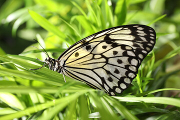 Beautiful rice paper butterfly on green plant in garden