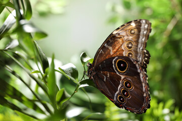 Beautiful common morpho butterfly on green plant in garden
