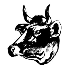 Cow's head on a white background
