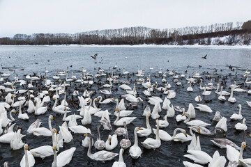 Wild swans and ducks winter on the lake. Flock of ducks takes off. Lake Svetloye, Altai territory, Russia