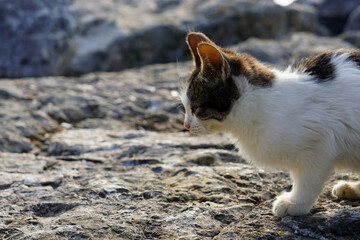 Fototapeta premium Cute and beautiful kitten walking alone on rocks- Side view