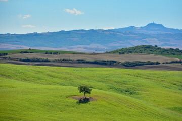 Late summer landscape in Val d'Orcia near San Quirico d'Orcia, Siena Province, Tuscany, Italy
