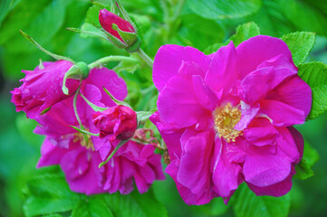Beautiful pink wild rose flower