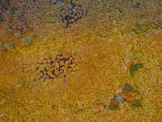 Aerial view of peat bog pattern with lake,green orange mosses in Sumava National Park, Czech republic.Colorful aerial landscape.Top view drone shot of fresh fall nature.Bog wetlands.Shallow basin.