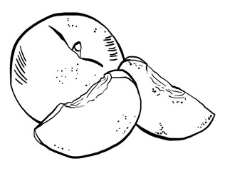 Hand Drawn Peaches Vector Illustrations