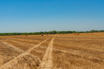 Fototapeta na wymiar Mown wheat field with straw rolls