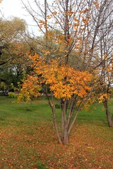 Naklejka premium Autumn park with yellow foliage