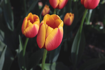 red yellow tulip