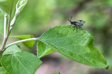 insects on a tree branch in the forest