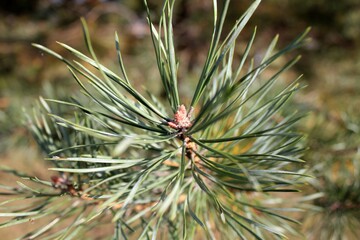 Naklejka na ściany i meble Close-up photo of a beautiful spruce branch