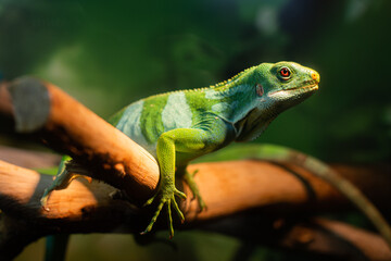 Iguana on a branch