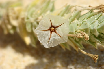 Maritime Crosswort (Crucianella maritima)