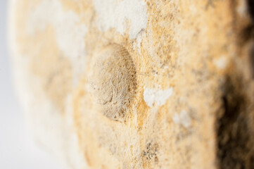 Close up of a fossilized shell embedded in the rock