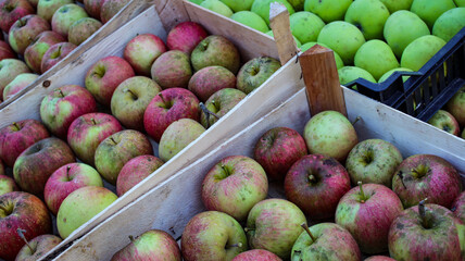 Perfectly stacked hand-picked apples. Apples after harvest in crates. Organic apples.