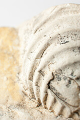 Close up of a fossilized shell embedded in the rock