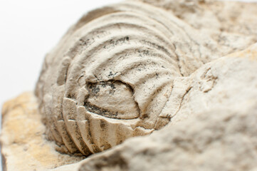 Close up of a fossilized shell embedded in the rock