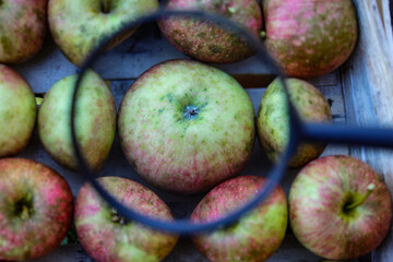 Apple research. One apple enlarged compared to the others in the crate where the other apples are stacked. An apple magnified with a magnifying glass inside a wooden crate.