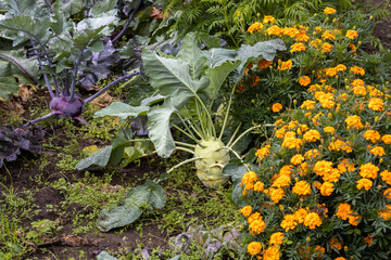 Kohlrabi cabbage heads grow in the garden among other crops.