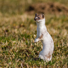 Hermelin (Mustela erminea)