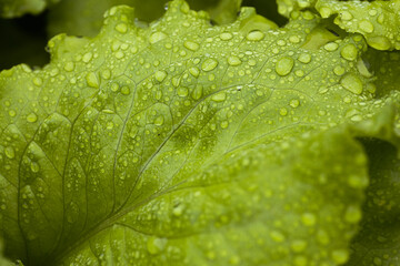 Raindrops on the surface of a lettuce leaf.