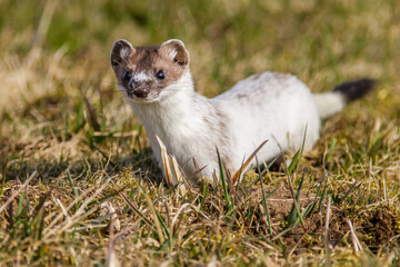 Hermelin (Mustela erminea)