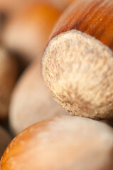 Hazelnut or filbert nut on white background
