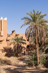 palm trees in the desert city Ushaiqer, Saudi Arabia