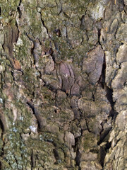 bark of a tree,  texture