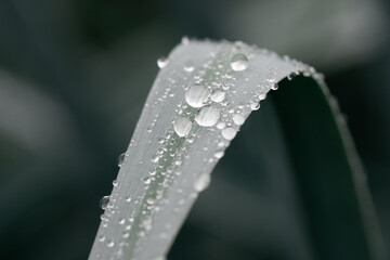 Large drops of rain on a leek leaf.