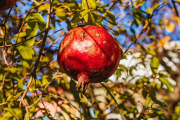 Ripe pomegranate fruit on a tree with green foliage on a sunny day with a blue sky.