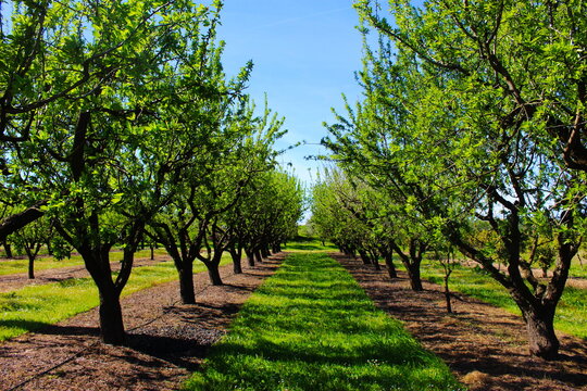 Orchard in the spring before almond blossoms. Between two rows of almond trees. Professional conventional almond orchard.