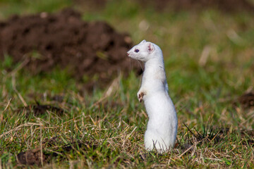 Hermelin (Mustela erminea)