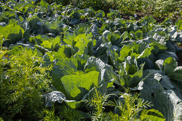 Cabbage grows in the vegetable garden among other crops.