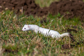 Hermelin (Mustela erminea)