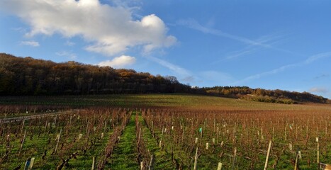 Obraz premium Panorama d'un vignoble en Bourgogne.